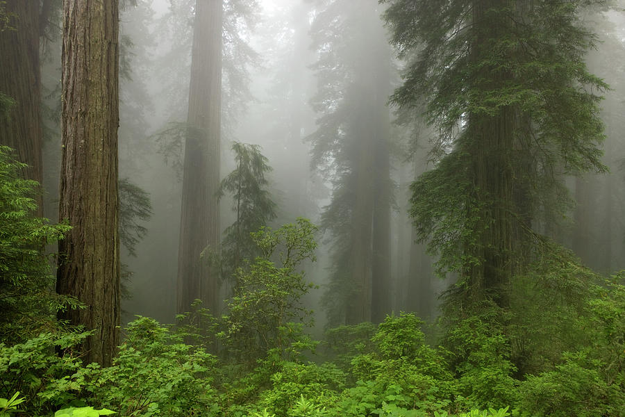 Nature Painting - Redwoods Np Fog 8-11 9225 by Mike Jones Photo