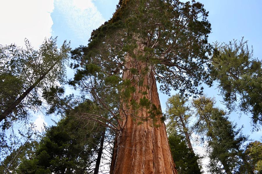 Redwoods reaching for the sky Photograph by Stephen Adgate - Fine Art ...