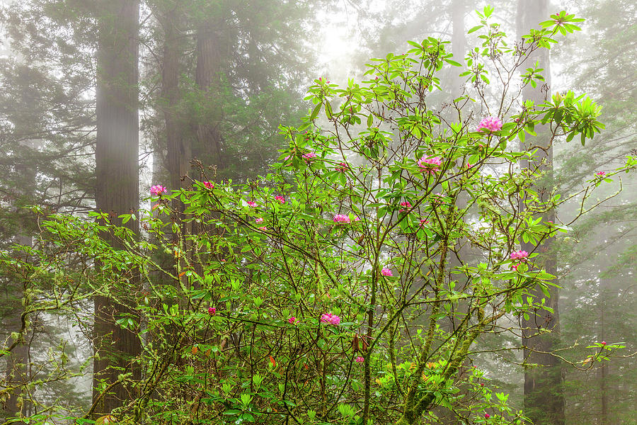 Redwood National Park Photograph - Redwoods Spring by Andrew Soundarajan