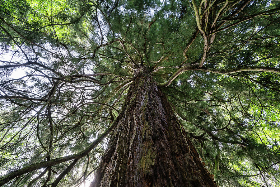 Nature Photograph - Redwoodtree by Ute Herzog Nature Photograph - Redwoodtree by Ute Herzog