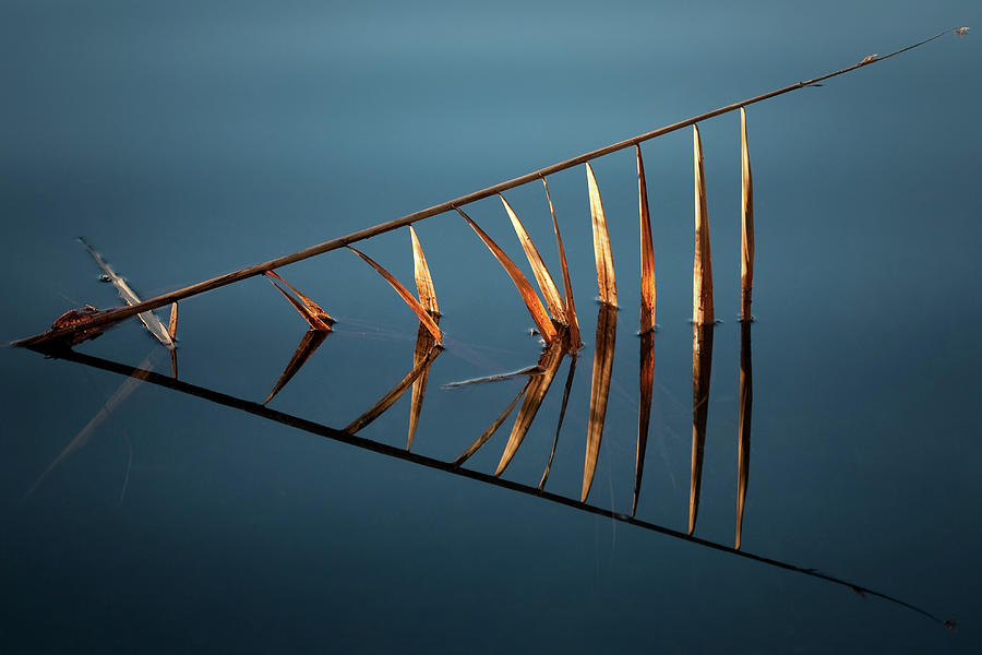 Reed Photograph by Alessandro Petri