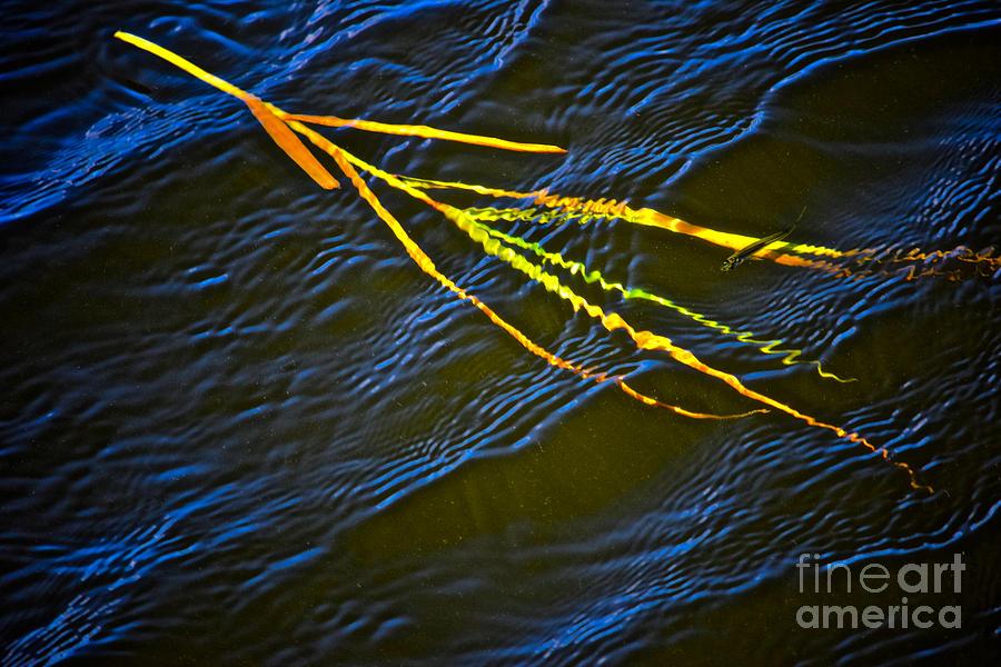 Fish and Reed Hide n Seek Photograph by Debra Banks
