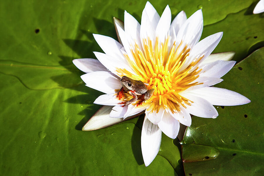 Wildlife Photograph - Reed Frog On Water Lily, Okavango Delta. by Christophe Courteau / Naturepl.com