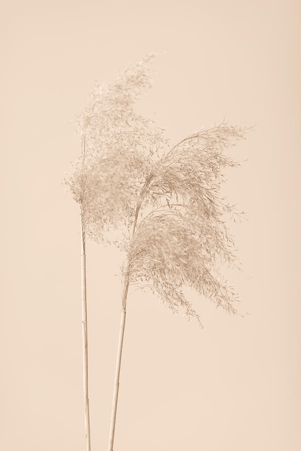 Reed Grass Beige 02 Photograph by 1x Studio Iii