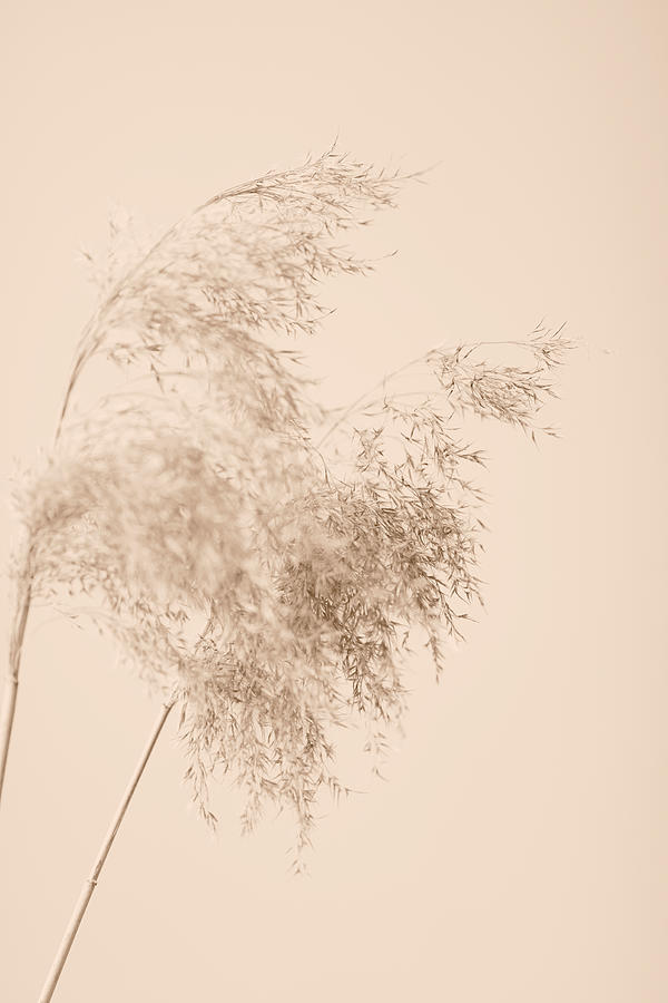 Reed Grass Beige 04 Photograph by 1x Studio Iii