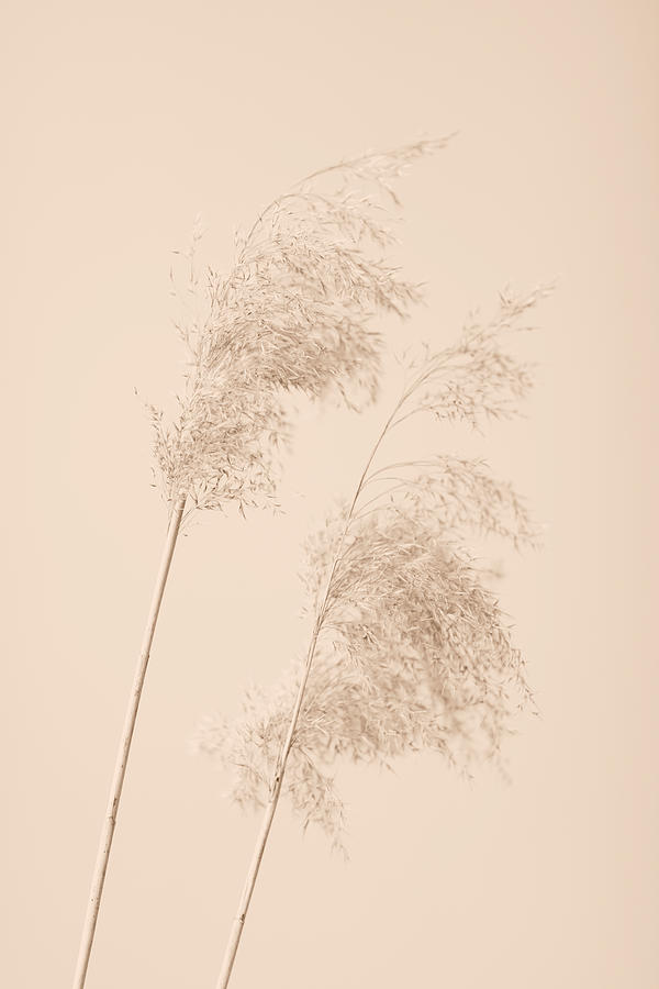 Reed Grass Beige 05 Photograph by 1x Studio Iii
