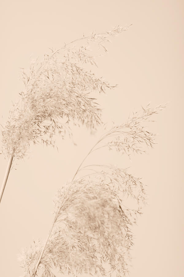 Reed Grass Beige 06 Photograph by 1x Studio Iii