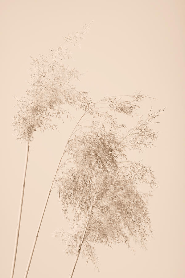 Reed Grass Beige 07 Photograph by 1x Studio Iii