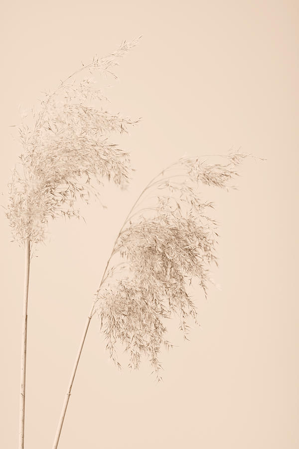 Reed Grass Beige 08 Photograph by 1x Studio Iii