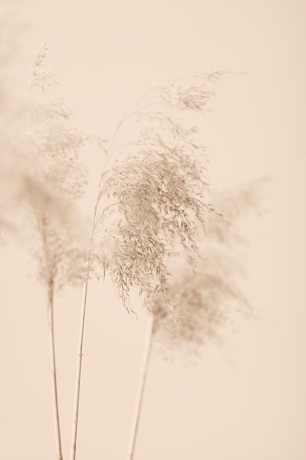 Reed Grass Beige 09 Photograph by 1x Studio Iii