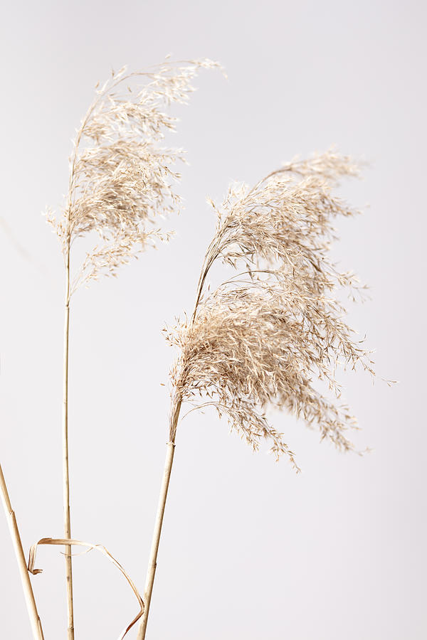 Reed Grass Grey  01 Photograph by 1x Studio Iii