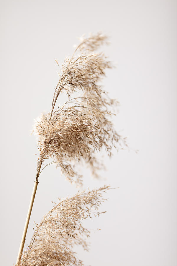 Reed Grass Grey 03 Photograph by 1x Studio Iii