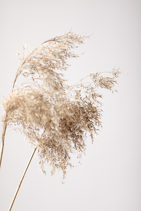 Reed Grass Grey 04 Photograph by 1x Studio Iii