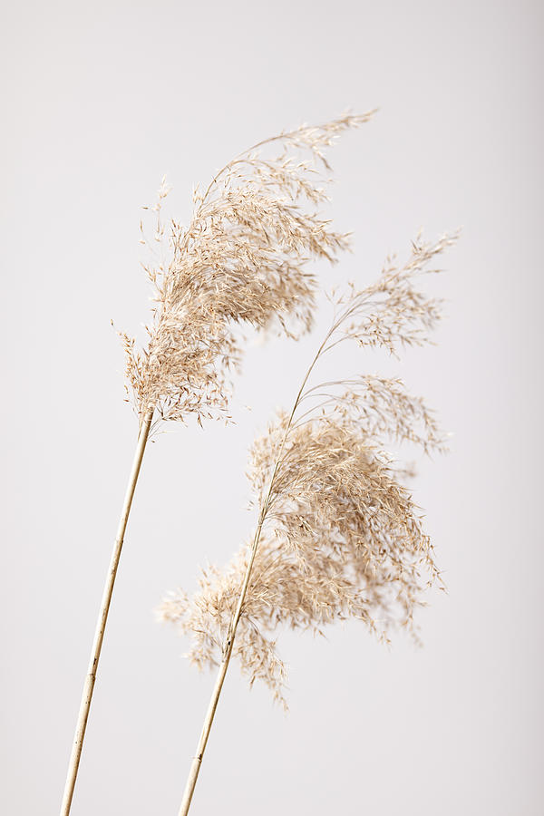 Reed Grass Grey 05 Photograph by 1x Studio Iii