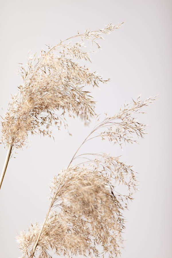 Reed Grass Grey 06 Photograph by 1x Studio Iii