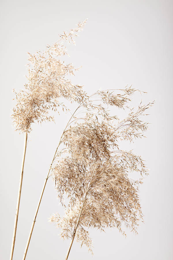 Reed Grass Grey 07 Photograph by 1x Studio Iii