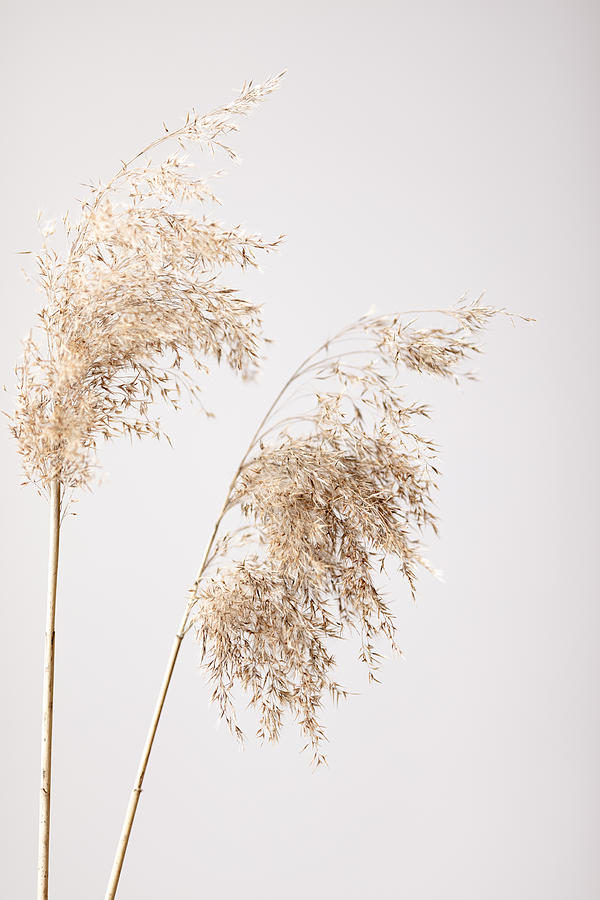 Reed Grass Grey 08 Photograph by 1x Studio Iii