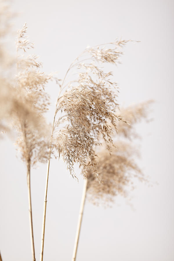 Reed Grass Grey 09 Photograph by 1x Studio Iii