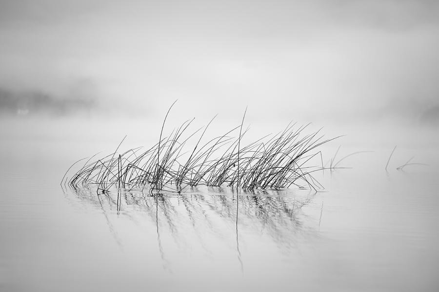 Black And White Photograph - Reed In Morning Light by Benny Pettersson