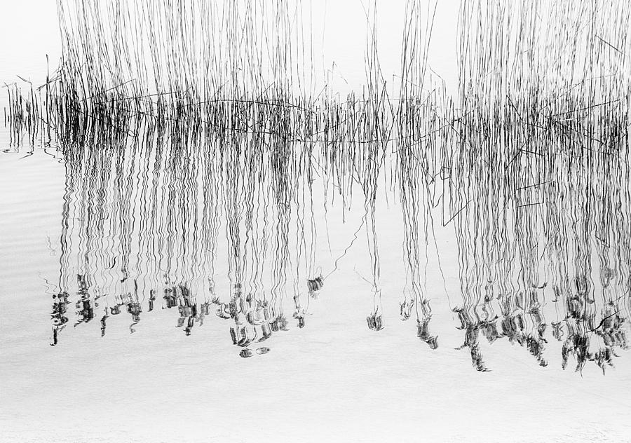 Abstract Photograph - Reed by Pia Mihailowitsch