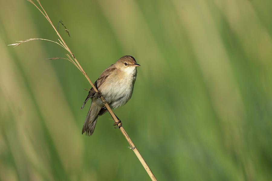 Reed Warbler-acrocephalus Scirpaceus Photograph by Lisa Geoghegan ...