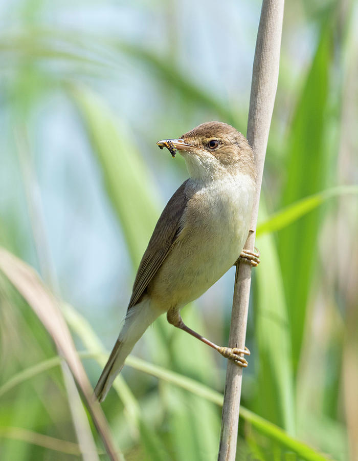 Reed Warbler With Insect In Beak, Somerset Levels, England Photograph ...