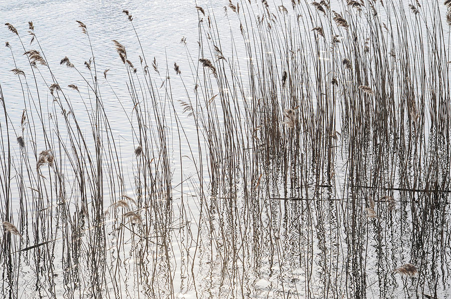 Reeds Photograph - Reeds #1 by Dimitris Sivyllis