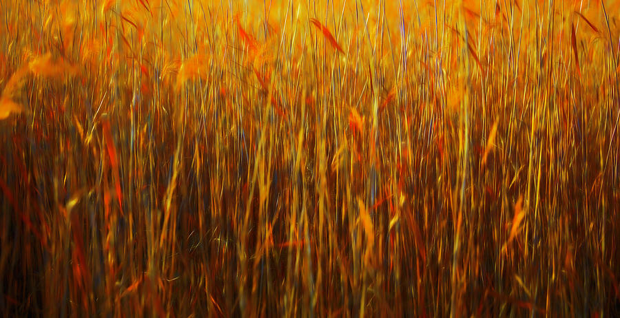 Reeds Abstract #i1 Digital Art by Leif Sohlman