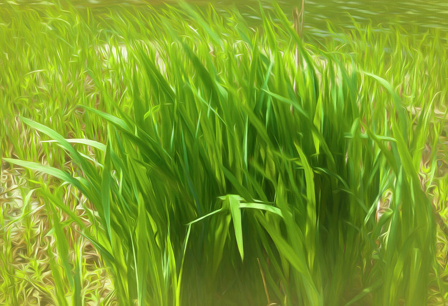 Reed Photograph - Reeds Along Seacoast by Anthony Paladino