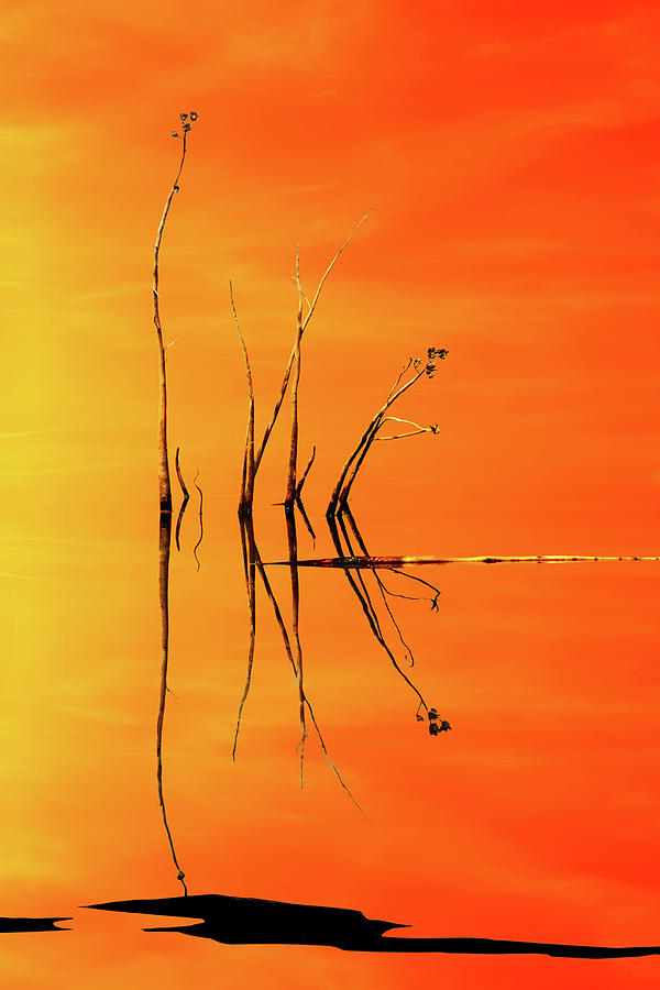 Reeds and Reflection in Orange Photograph by Nikolyn McDonald