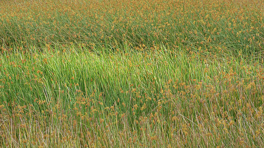 Reeds and Rushes Photograph by Joseph Smith