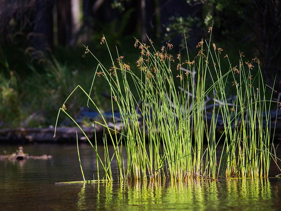 Reeds and Tassels Photograph by Mark Bear