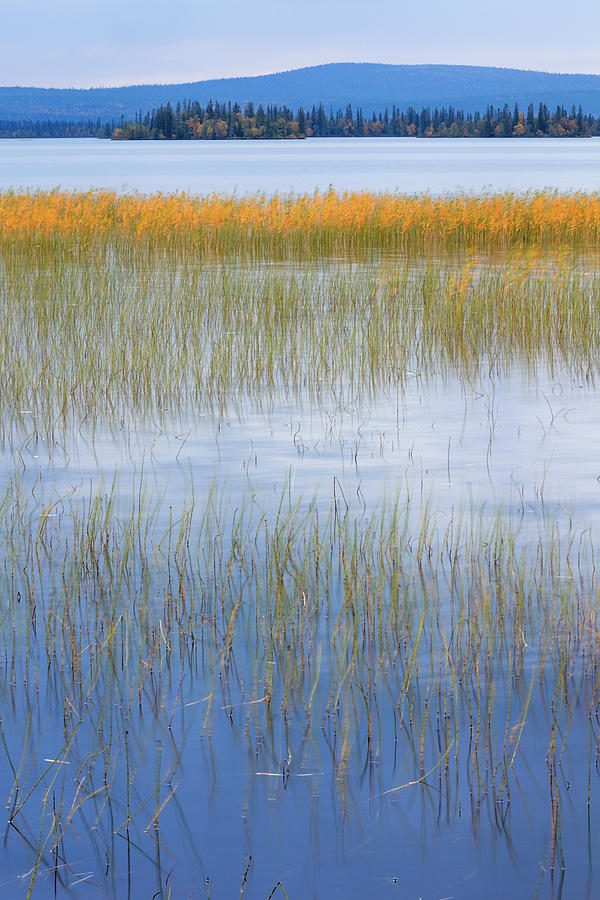 Reeds In Lake Jerisharvi Photograph by Heike Odermatt