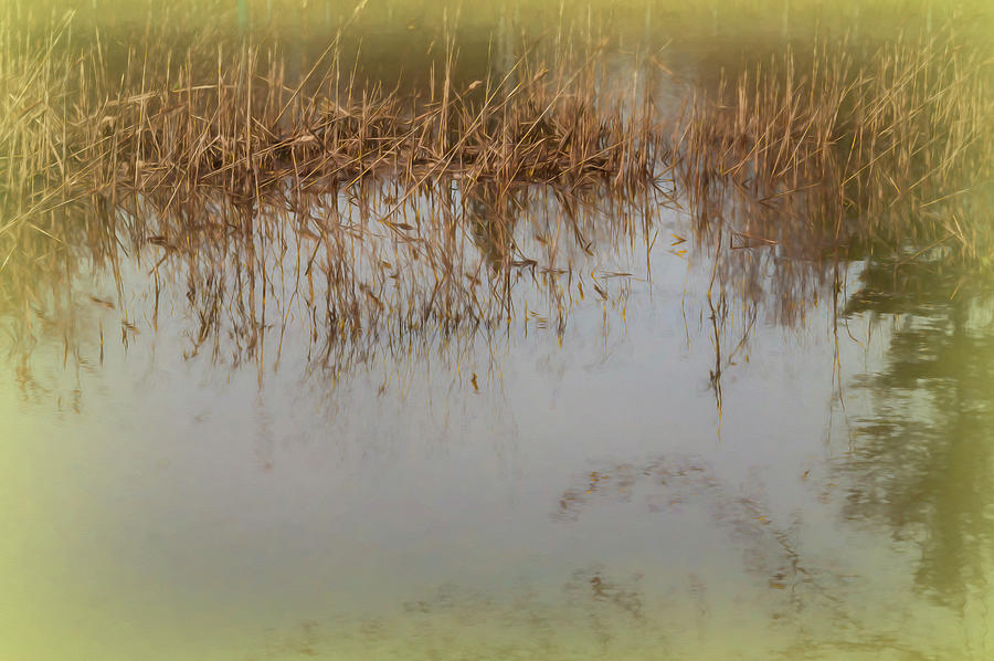 Nature Photograph - Reeds In Pond Shades Of Yellow by Anthony Paladino