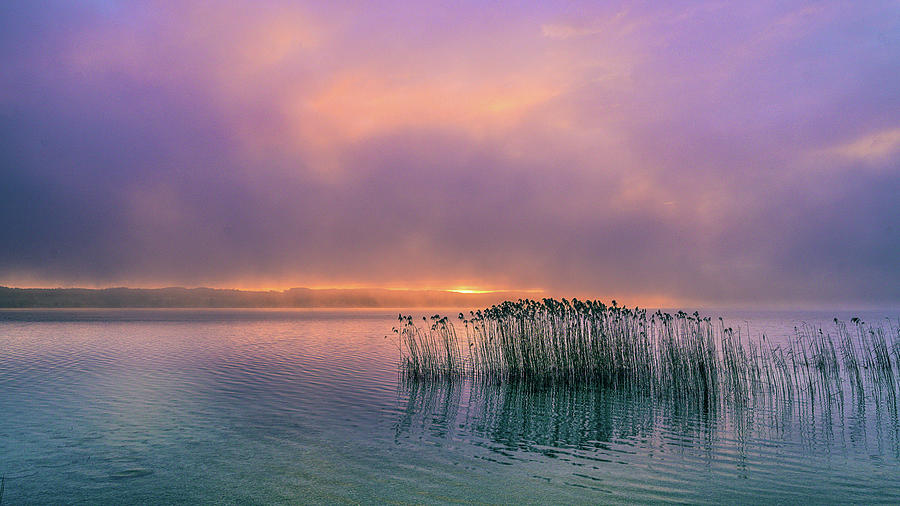 Reeds In The Fog At Sunrise On Lake Starnberg, Bavaria, Germany Photograph by Ulrike Eisenmann