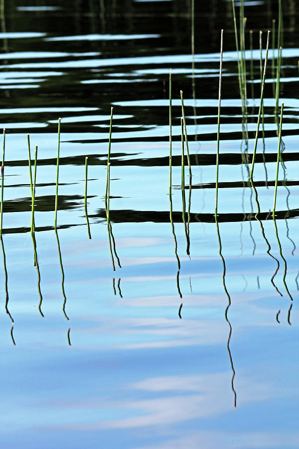 Reeds In The Shallows Abstract Photograph by Debbie Oppermann