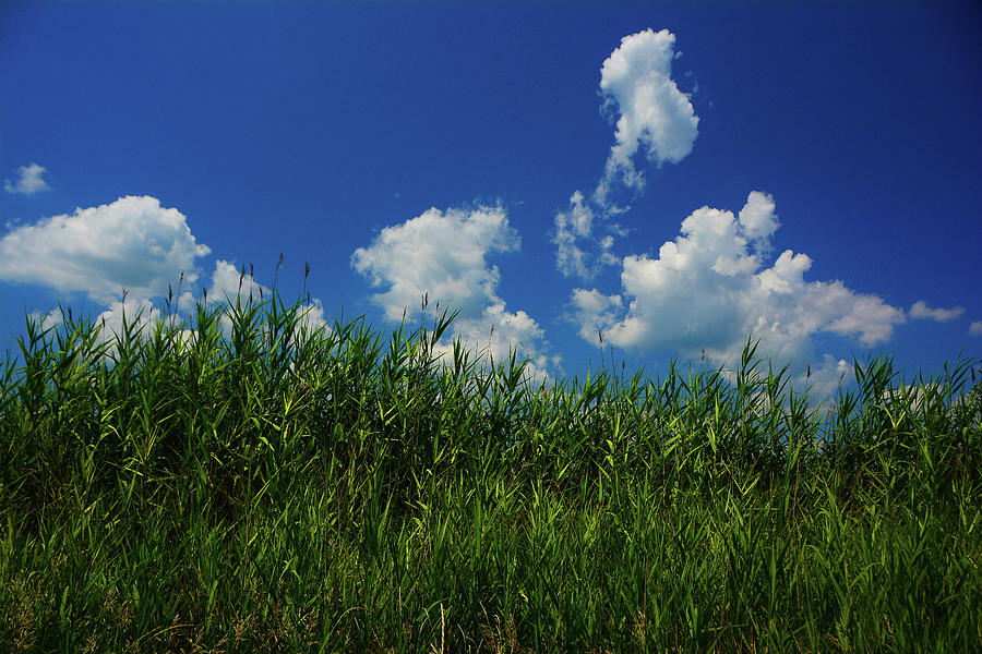 Reeds on the PA AT Photograph by Raymond Salani III