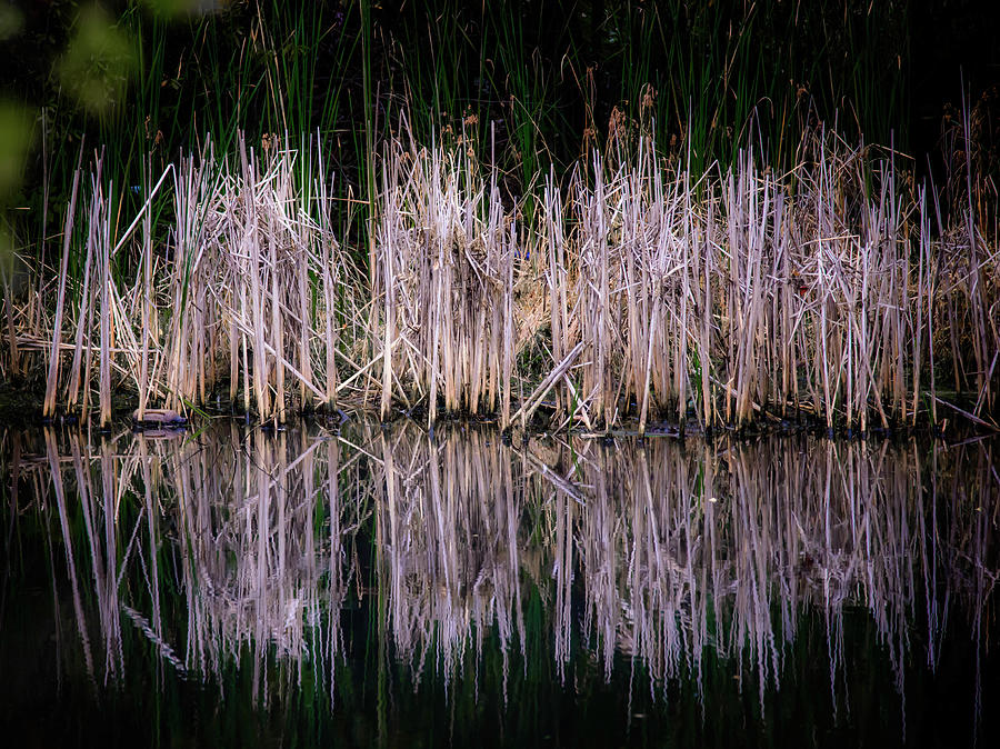 Reeds Reflecting Photograph by Debra Kewley
