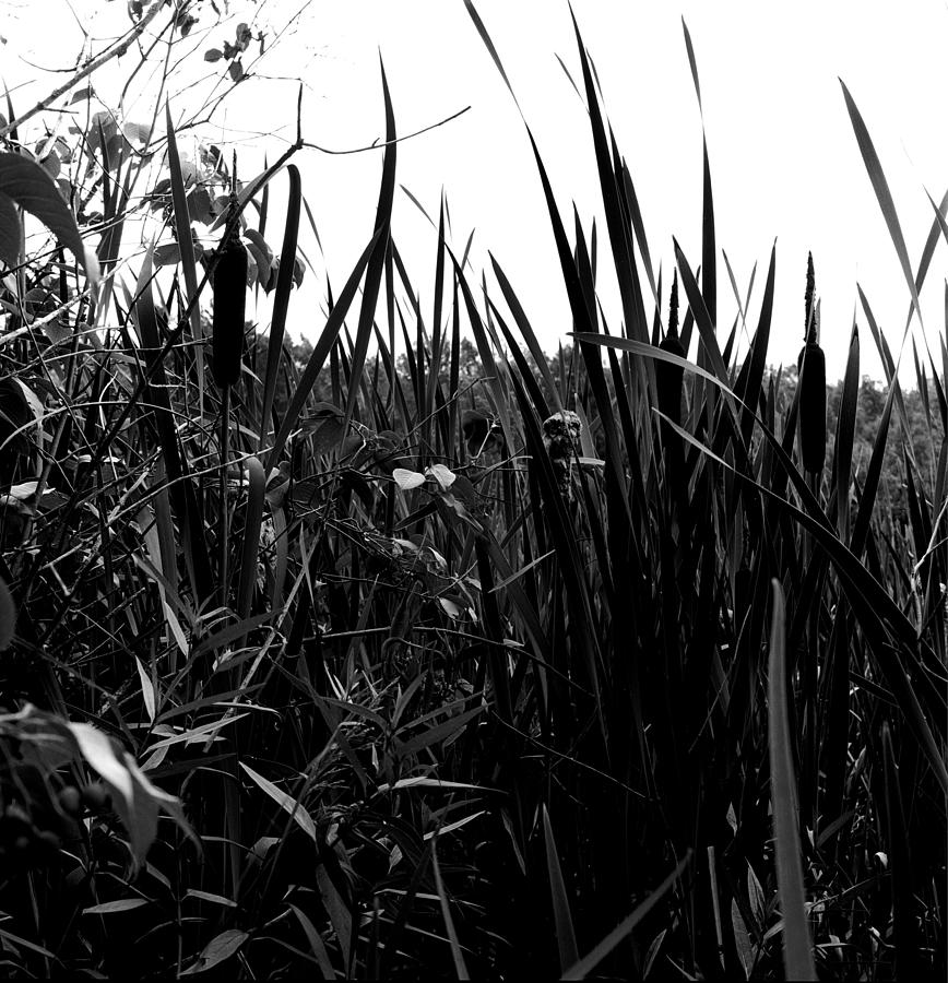 Black And White Photograph - Reeds by Robert Natkin