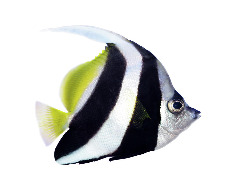 Reef Bannerfish Photograph by Alxpin