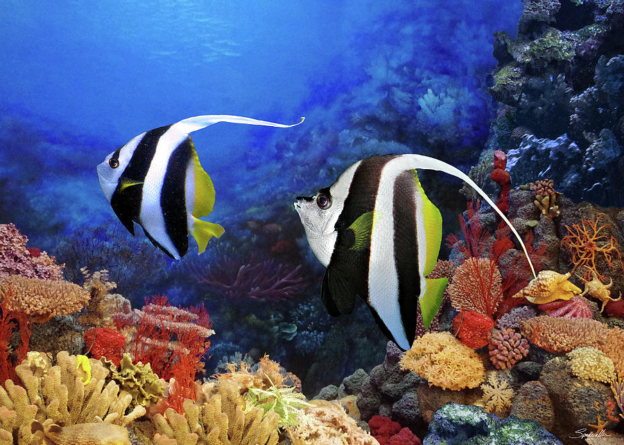 Reef Bannerfish Pair Digital Art by M Spadecaller