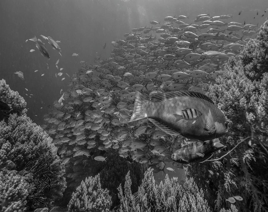 Animal Photograph - Reef Fish Bohol Island Philippines by Tim Fitzharris