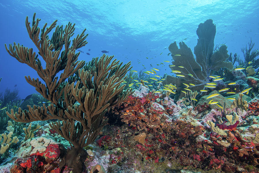 Reef Life, Alacranes, Campeche, Mexico Digital Art by Rodrigo Friscione ...