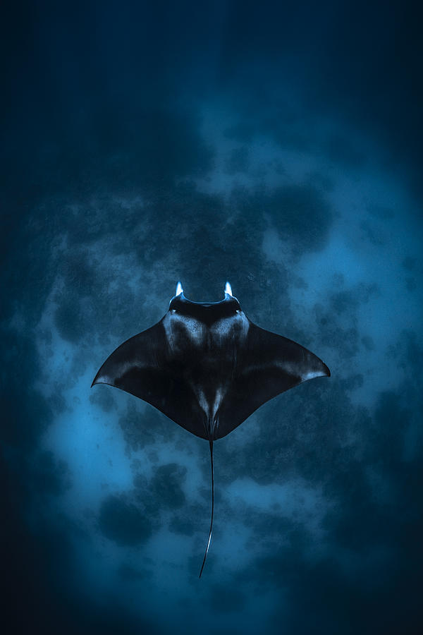 Fish Photograph - Reef Manta On The Reef by Barathieu Gabriel
