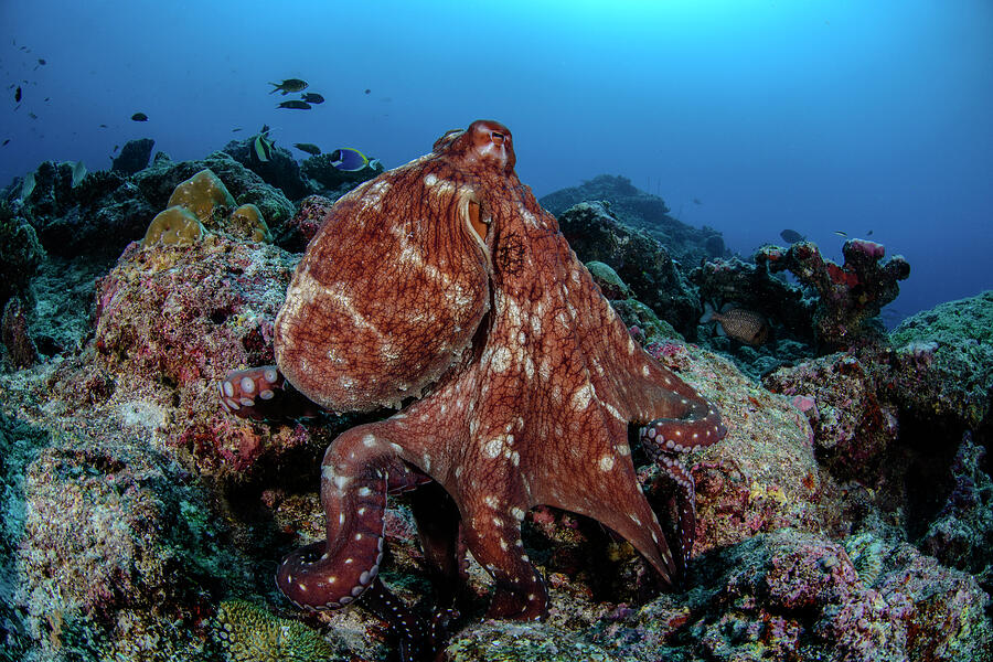 Gor reef octopus best sale