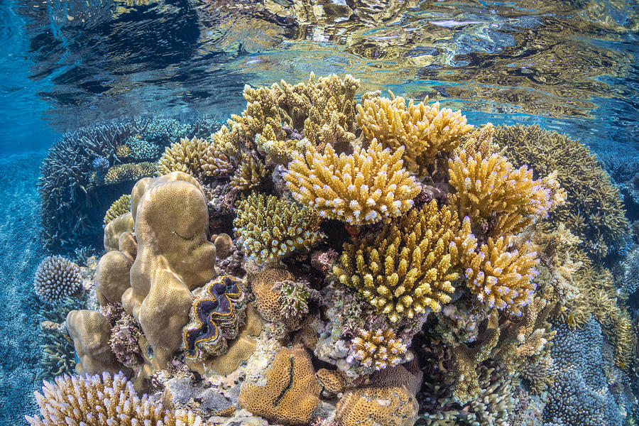 Sea Photograph - Reef Of Mayotte by Barathieu Gabriel