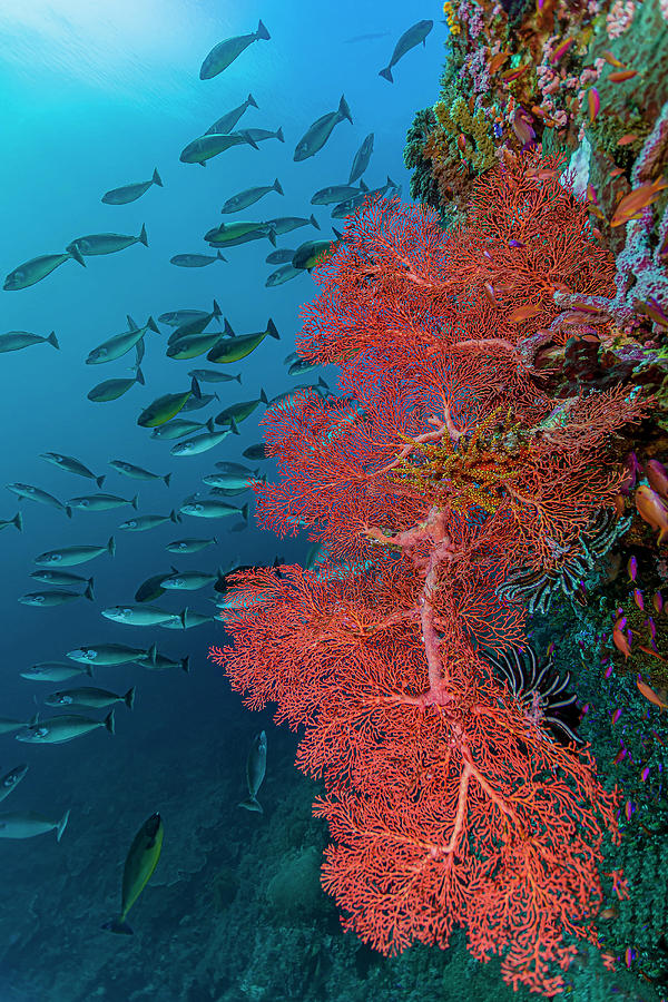 Reef Scene In Halmahera, Indonesia Photograph by Bruce Shafer