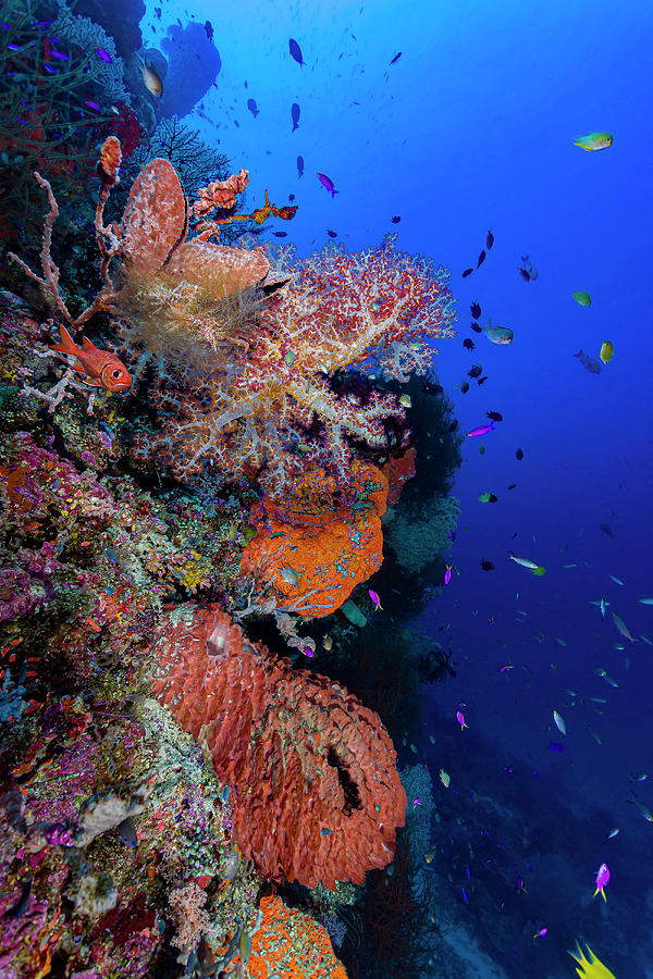 Reef Scene In Papua New Guinea Photograph by Bruce Shafer