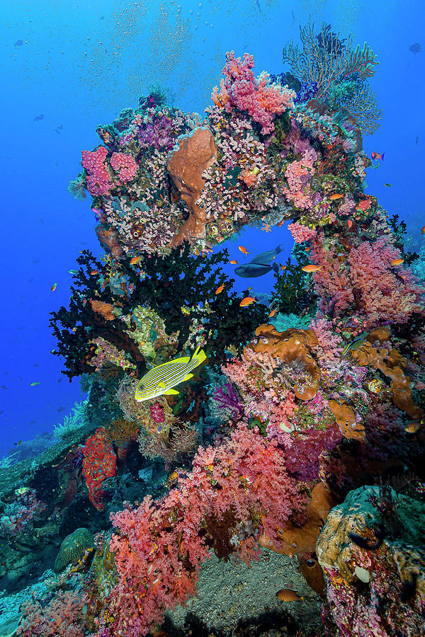 Reef Scene In Raja Ampat, Indonesia Photograph by Bruce Shafer