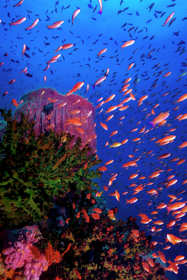 Reef Scene With Barrel Sponge Photograph by Beth Watson - Fine Art America